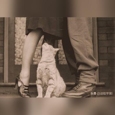 激情与阳光的国度，解码澳洲体育直播的不可错过魅力