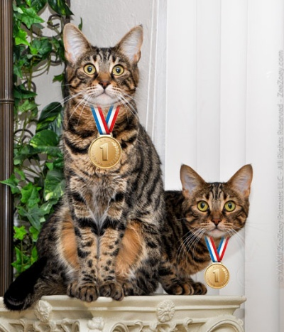 喵星人的体育盛宴，体育猫直播如何重新定义观赛体验