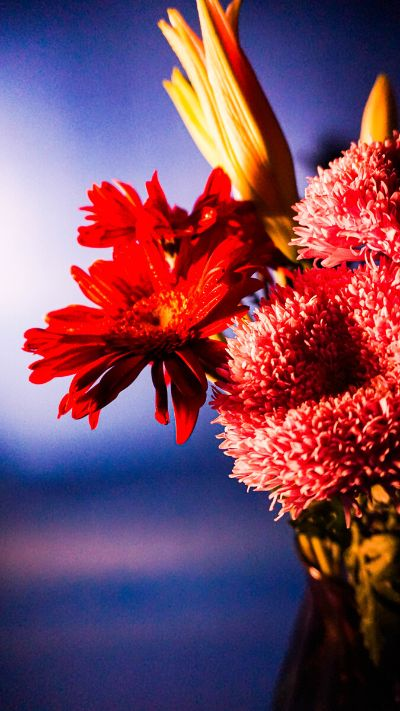 激情碰撞,活力绽放—靖西体育直播点燃全民运动热潮 激情碰撞,活力绽放—靖西体育直播点燃全民运动热潮