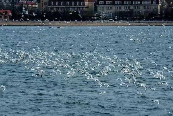 当千万目光汇聚于此，解码倾城体育直播背后的流量密码