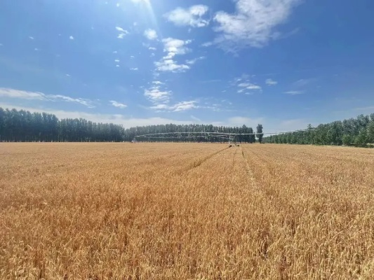 麦田里绽放体育之光,直播新势力如何重塑体育生态 麦田里绽放体育之光,直播新势力如何重塑体育生态