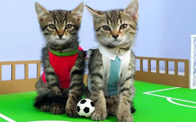 喵星人的体育盛宴，体育猫直播如何重新定义观赛体验