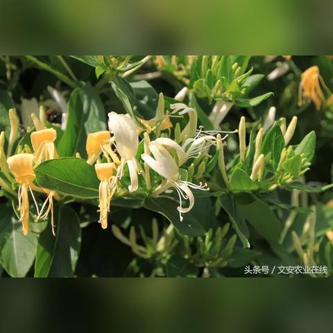 从场馆到荒野，体育直播的外场革命正在重塑体育产业生态