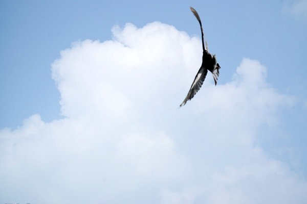 云端振翅！雨燕体育赛事开启5G+VR极速观赛新时代