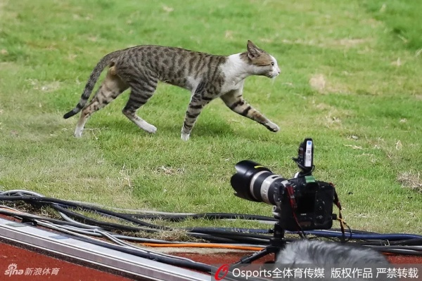 喵星人的体育盛宴，体育猫直播如何重新定义观赛体验