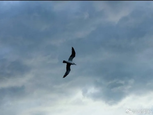 云端振翅！雨燕体育赛事开启5G+VR极速观赛新时代