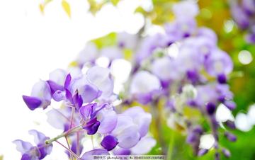 激情碰撞，活力绽放—周至体育直播点燃全城热望