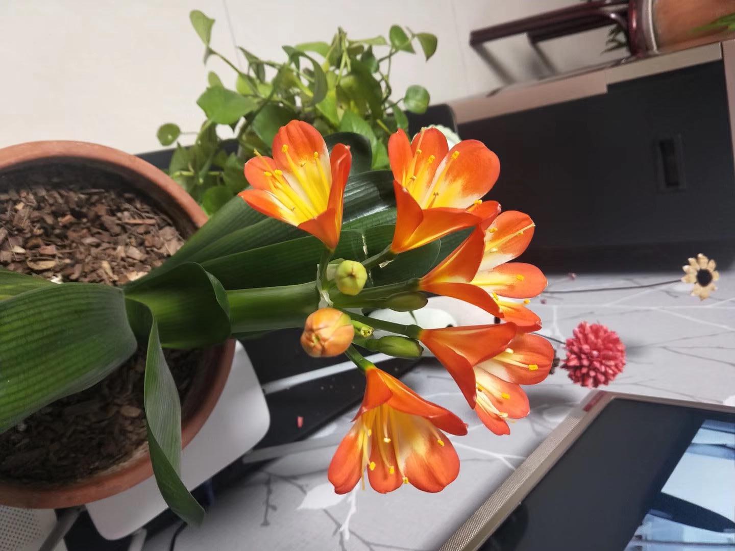 激情碰撞，活力绽放—周至体育直播点燃全城热望